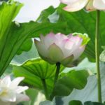 春のお彼岸の意味とは?秋とはどう違う?お墓参りのマナーは?