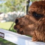 那須どうぶつ王国の行き方、楽しみ方を徹底レポート!