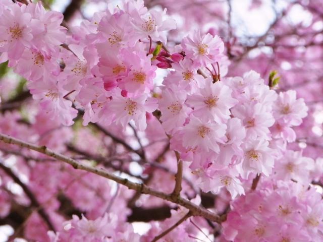 桜の種類の見分け方 簡単に区別できるポイントとは 一目置かれるよ こぐまや