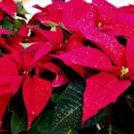 クリスマスの赤い花、ポインセチア。クリスマスに飾る理由は?