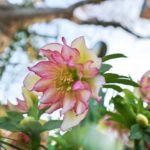 クリスマスローズの花言葉とその意味は、意外なものだった!