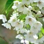 桜の種類の見分け方。簡単に区別できるポイントとは?一目置かれるよ!